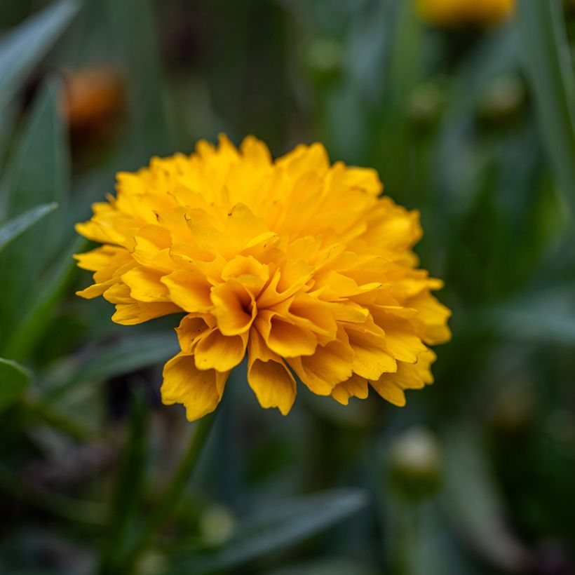 Coreopsis Early Sunrise Seeds - Tickseed (Flowering)
