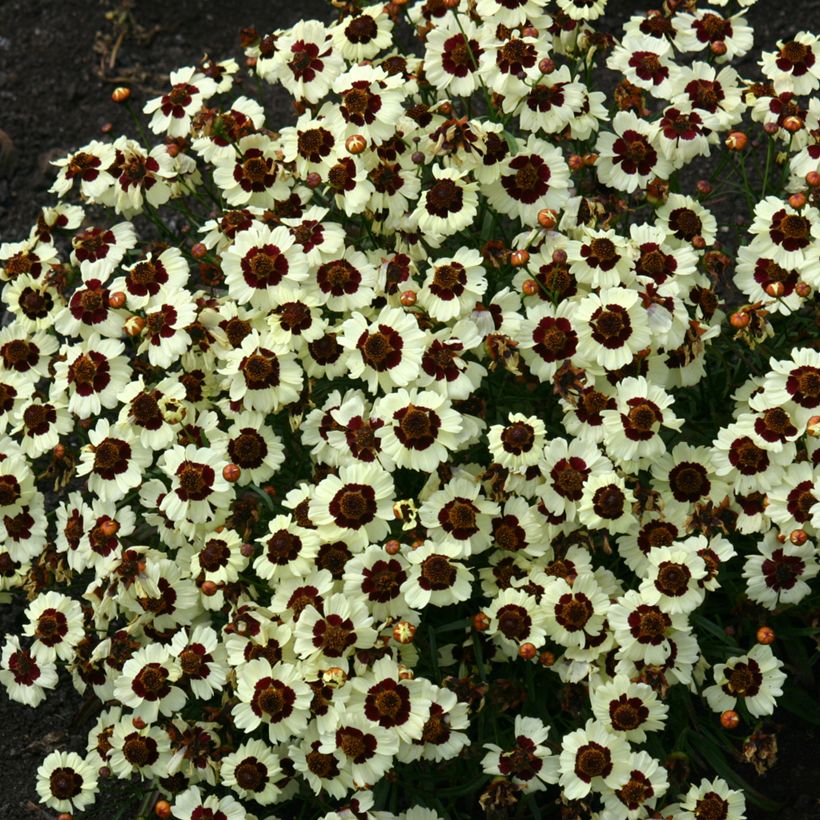 Coreopsis tinctoria Corusco Cream-Red seeds - Plains Coreopsis (Plant habit)