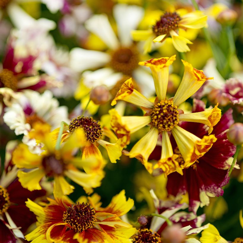 Coreopsis Sea Shells Mix - Tickseed seeds (Flowering)