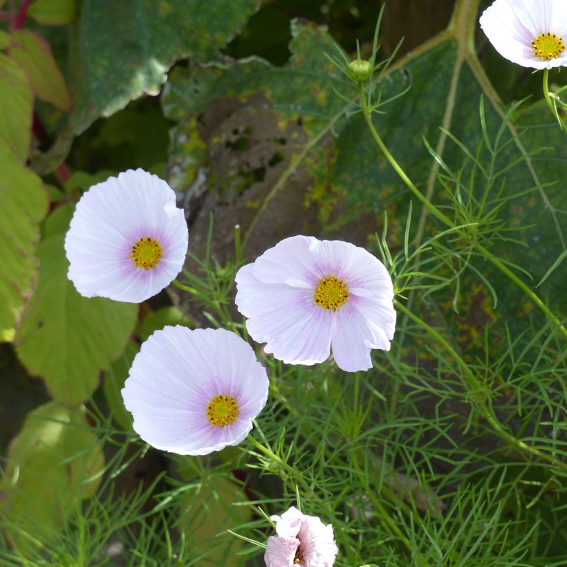 Cosmos Cupcakes Blush seeds - Cosmos bipinnatus  (Flowering)