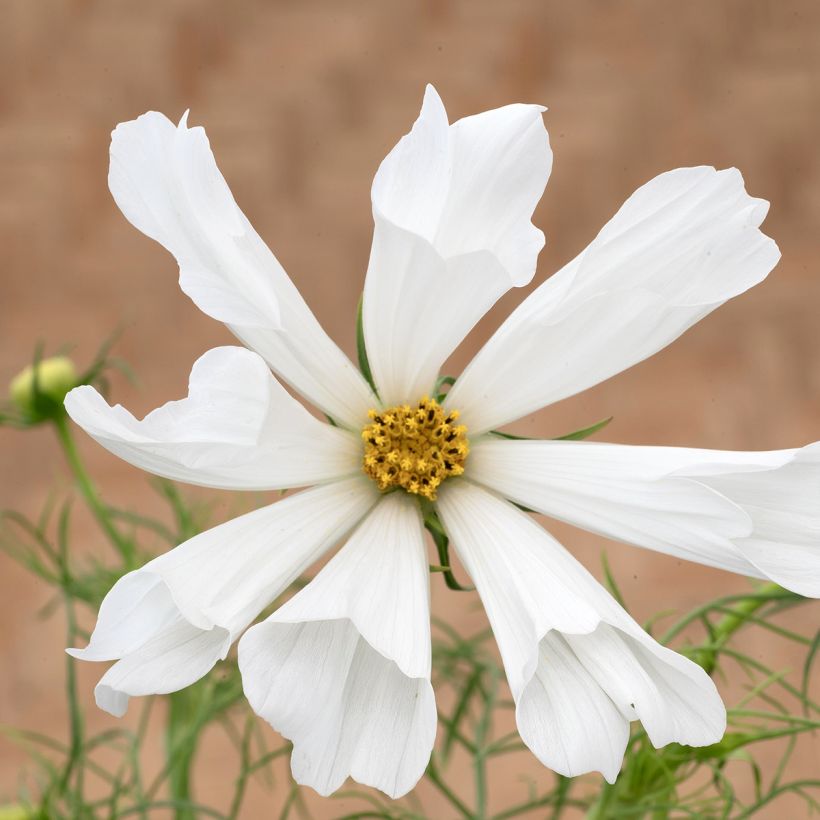 Cosmos Pinwheel White seeds - Cosmos bipinnatus  (Flowering)