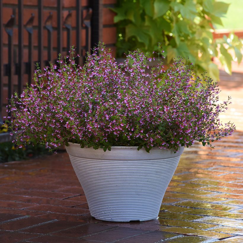 Cuphea ramosissima Pink Shimmer seeds (Plant habit)