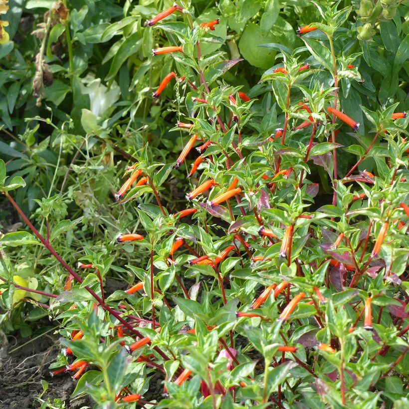 Cuphea ignea seeds - Cigar flower (Plant habit)