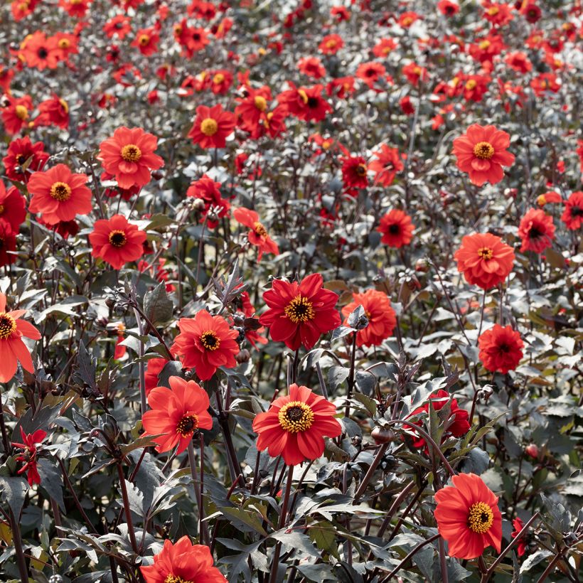 Dahlia Black Forest Ruby seeds (Plant habit)