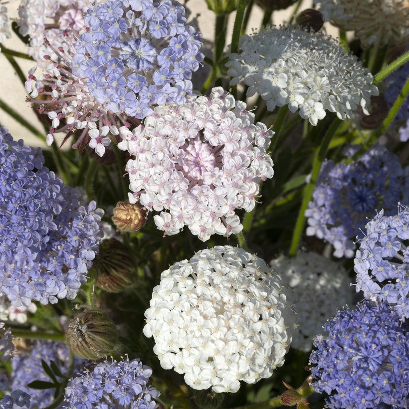 Trachymene coerulea Lace Heavenly Umbels (Flowering)