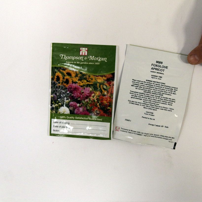 Example of Digitalis purpurea Apricot - Foxglove per pack of 2550 seeds (0,3g) specimen as delivered