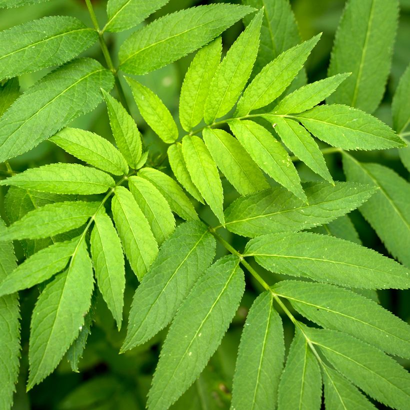 Fraxinus excelsior seeds - Common ash (Foliage)