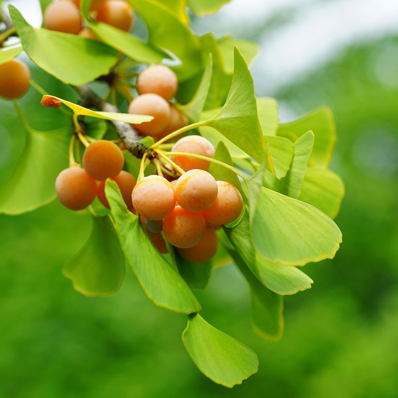 Ginkgo biloba seeds (Harvest)