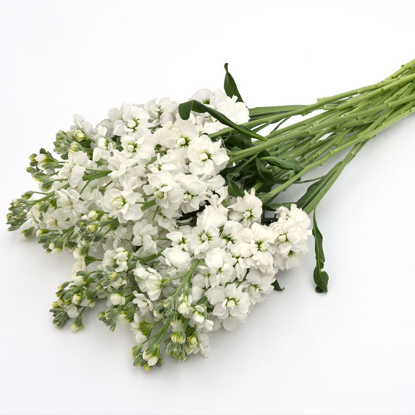 Matthiola incana Katz Hi double White seeds - Hoary Stock (Flowering)