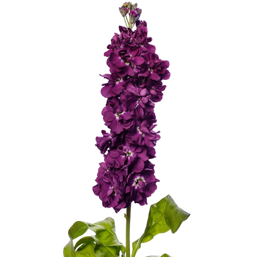 Matthiola incana 'Milla Aubergine' - Grande giroflée Milla Aubergine, Giroflée des jardins, Giroflée des fleuristes, Giroflée quarantaine (Flowering)