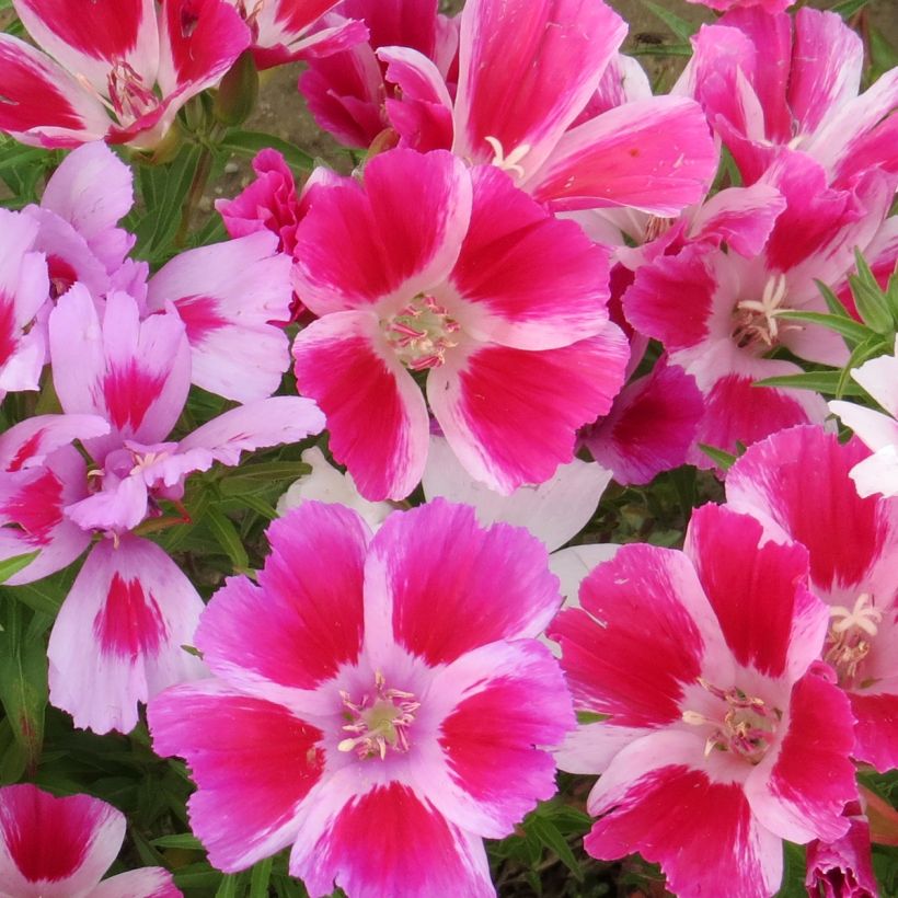Godetia amoena subsp. whitneyi (Flowering)