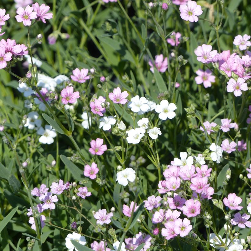 Gypsophila repens Albarosa Mix seeds (Alba, Rosea) - Creeping baby's breath (Flowering)