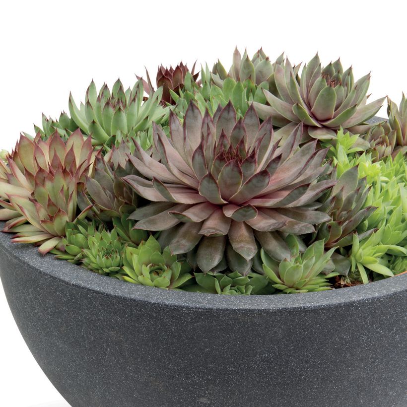 Sempervivum  Hippie Chicks - Hybrid houseleek Hippie Chicks (Plant habit)