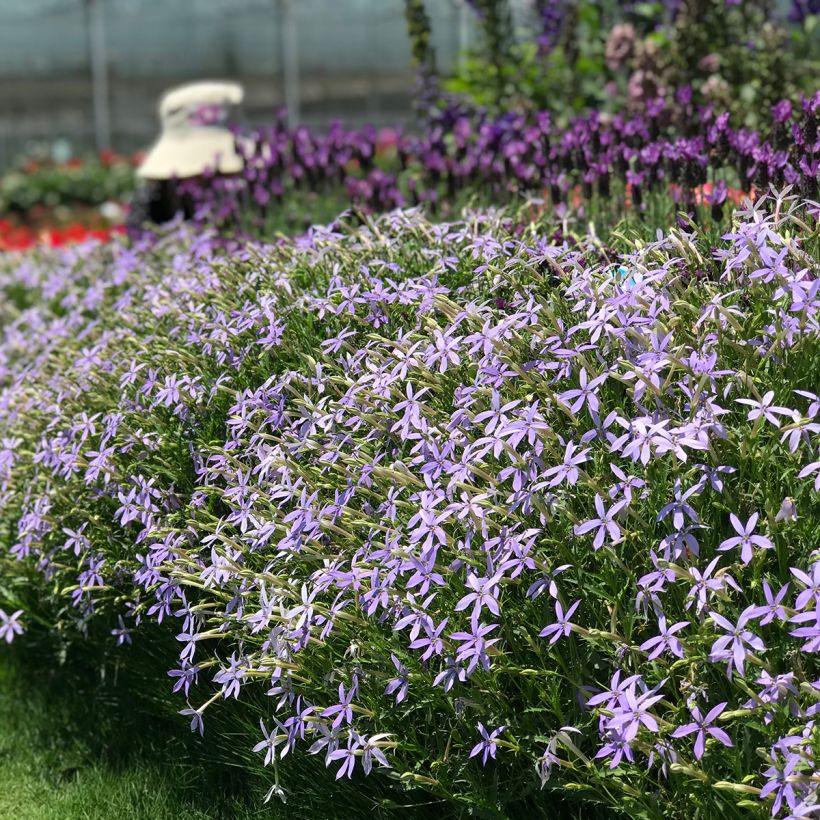 Isotoma axillaris Starshine Blue - Rock Isotome coated seeds (Plant habit)