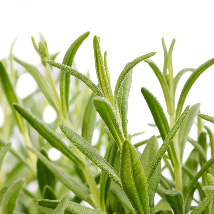 Lavandula angustifolia Cleo-Patio Blue - True Lavender (Foliage)