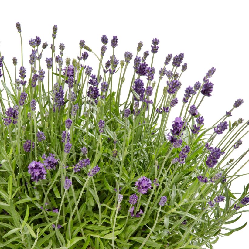 Lavandula angustifolia Cleo-Patio Blue - True Lavender (Flowering)