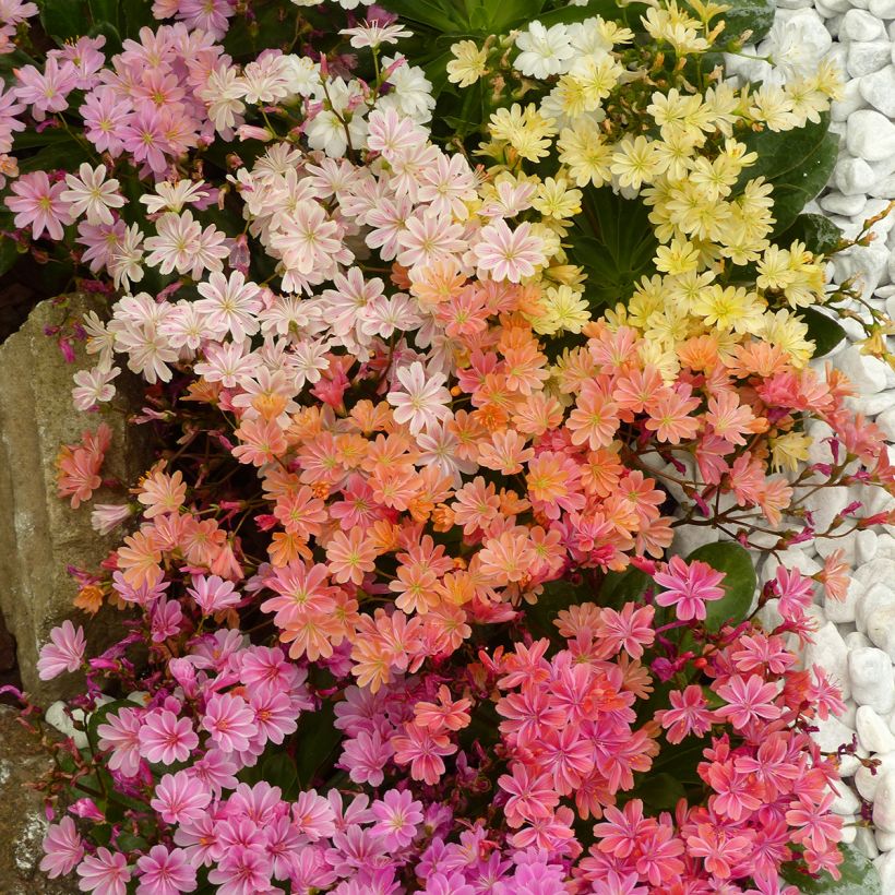 Lewisia cotyledon Elise Mix seeds - Siskiyou lewisia (Flowering)