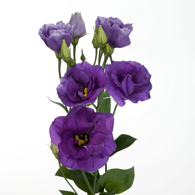 Lisianthus Cessna Blue coated seeds - Eustoma russelianu (Flowering)