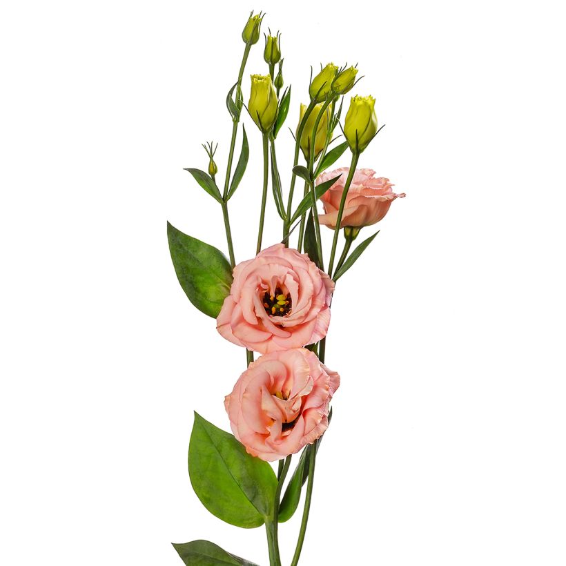 Lisianthus LisAdora Apricot coated seeds - Eustoma russelianu (Flowering)