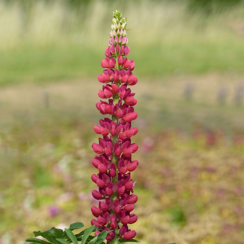 Lupinus polyphyllus My Castle - Large-leaved Lupine (Flowering)