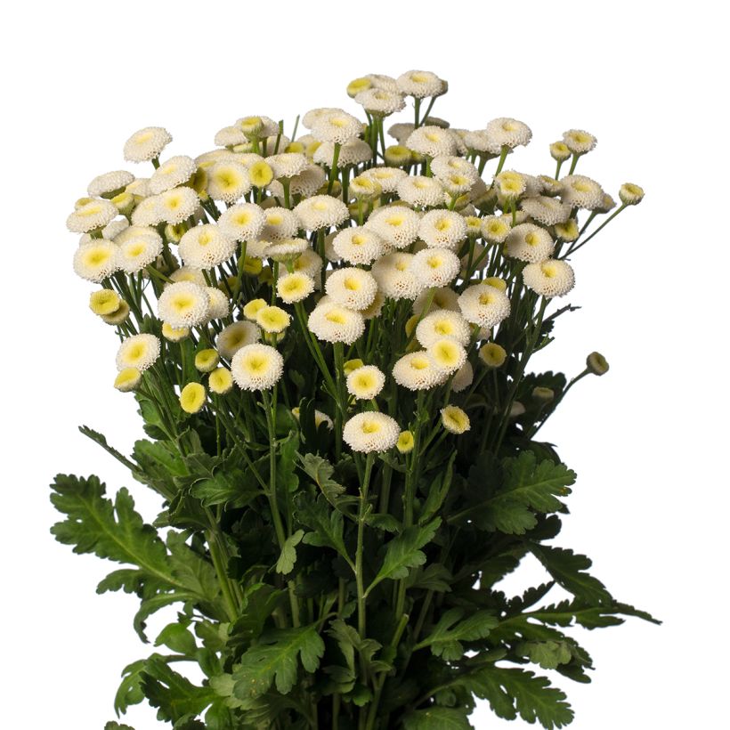 Tanacetum parthenium Baya  seeds - Feverfew (Flowering)