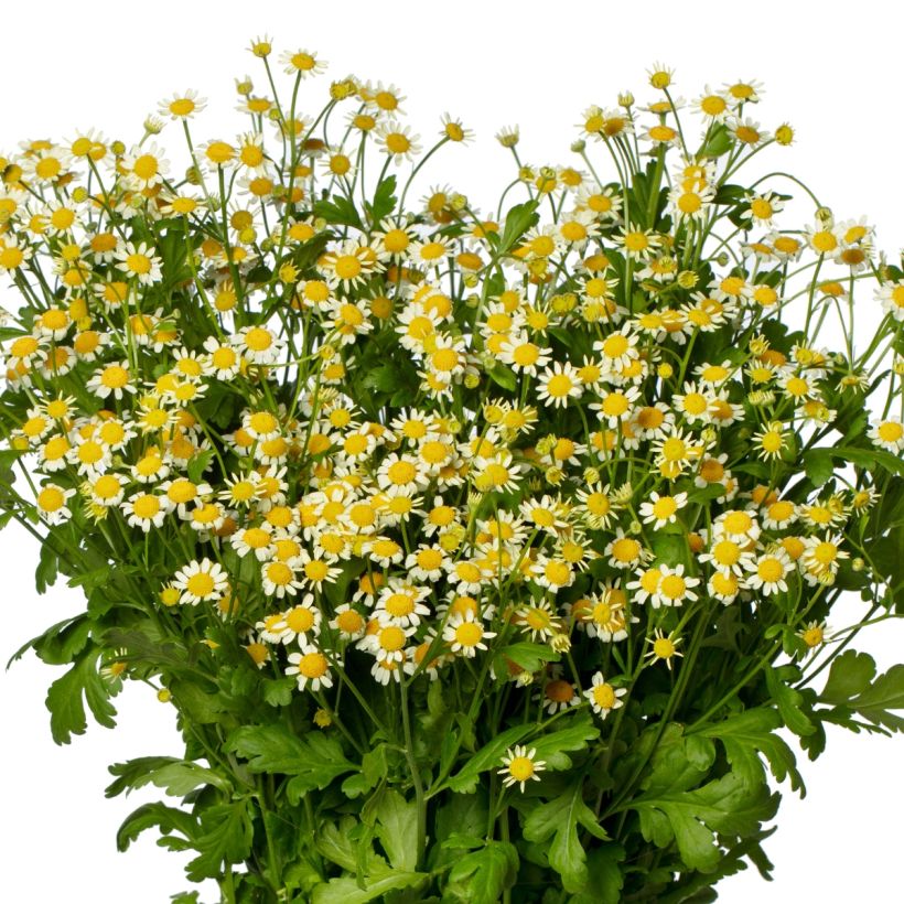 Tanacetum parthenium Camilla seeds - Feverfew (Flowering)