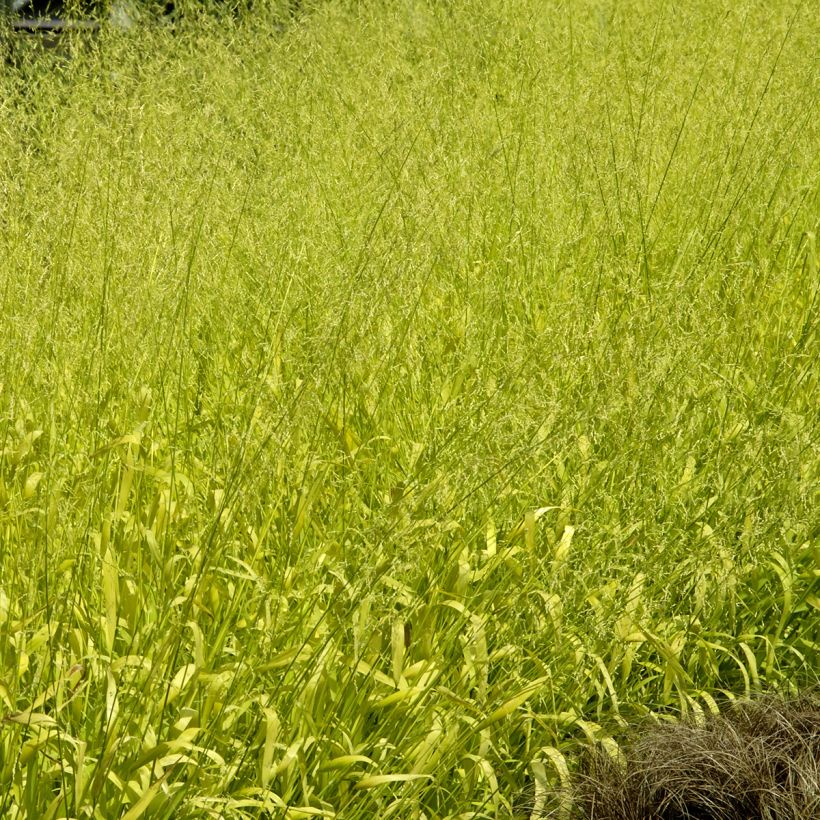 Milium effusum Aureum seeds - Golden Grass (Plant habit)