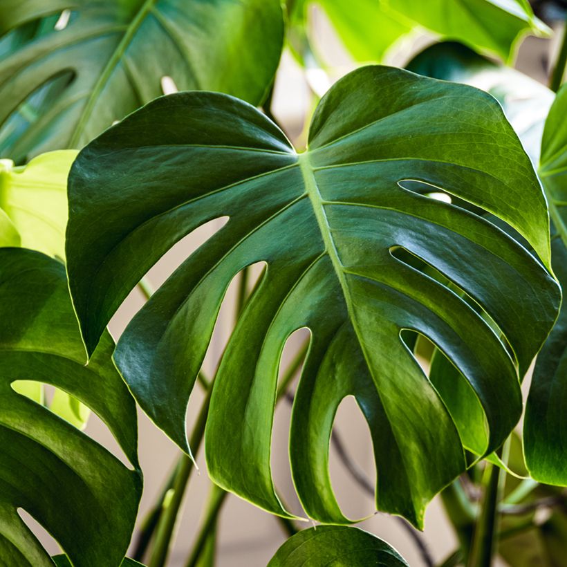Monstera deliciosa seeds - Swiss cheese plant (Foliage)