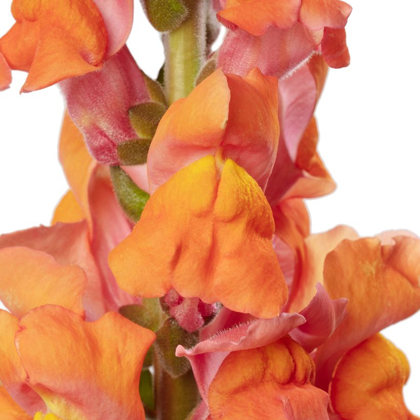 Antirrhinum majus Deep Orange F1 seeds - Snapdragon (Flowering)