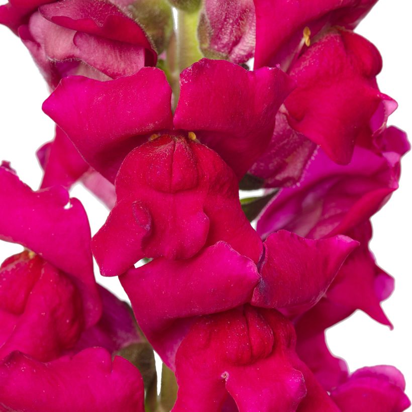 Snapdragon Orleans Lilac seeds - Antirrhinum x maju (Flowering)