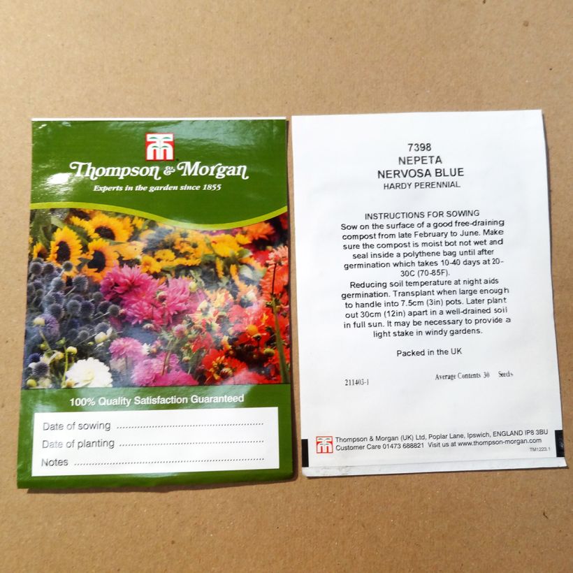 Example of Nepeta nervosa Blue Moon Seeds - Catnip per pack of 30 seeds specimen as delivered