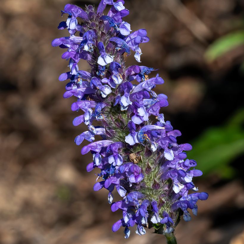 Nepeta nervosa Blue Moon Seeds - Catnip (Flowering)