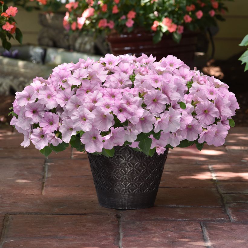 Petunia Easy Wave Pink Pearl seeds - Hybrid petunia (Plant habit)