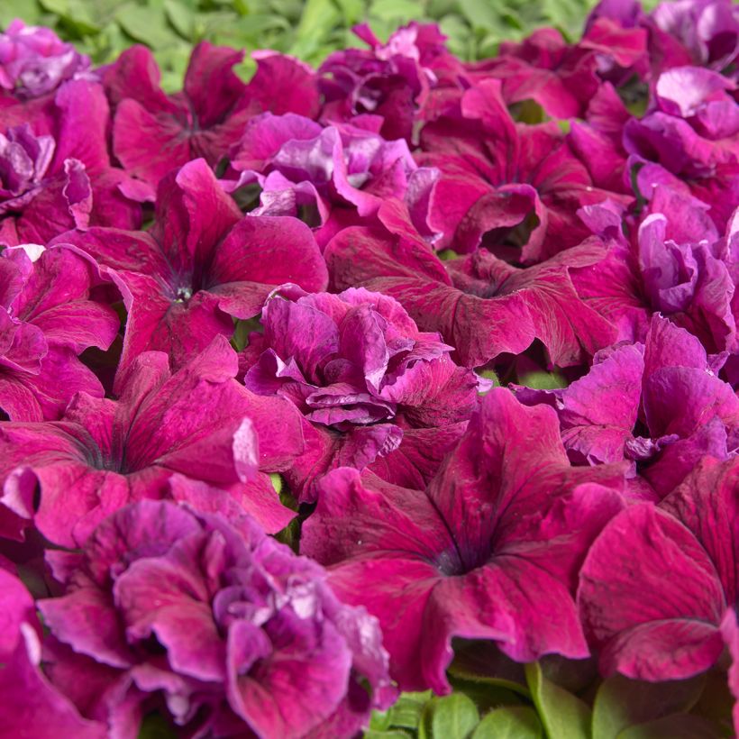 Petunia grandiflora Purple Dwarf (1958) coated seeds (Flowering)