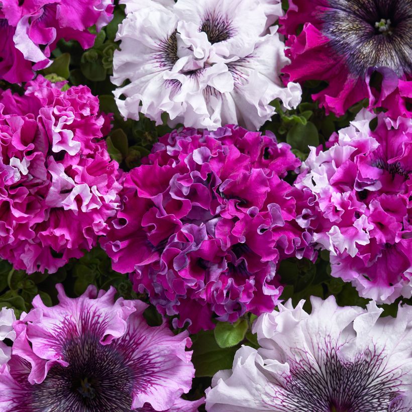 Petunia Superbissima Cerny's Triumph coated seeds (Flowering)