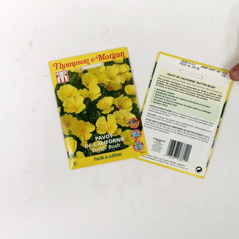 Example of California Poppy Butter Bush - Eschscholzia californica seeds per pack of 350 seeds (0,6g) specimen as delivered