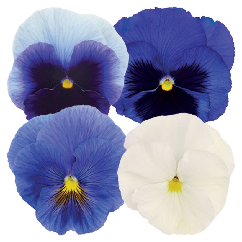 Viola x wittrockiana Inspire® Plus Summer Skies Mix - Pansy (Flowering)