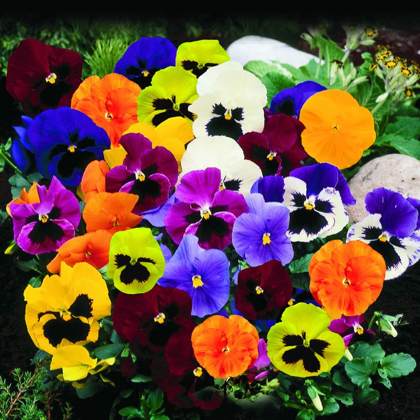 Viola x wittrockiana Trumpet Full Mix - Pensée des jardins, Pensée hybride, Pensée des jardins à grandes fleurs, Violette de Suisse, Pensée, Violette, Erpetion, Pensée vivace, Pensée géante de Suisse (Plant habit)