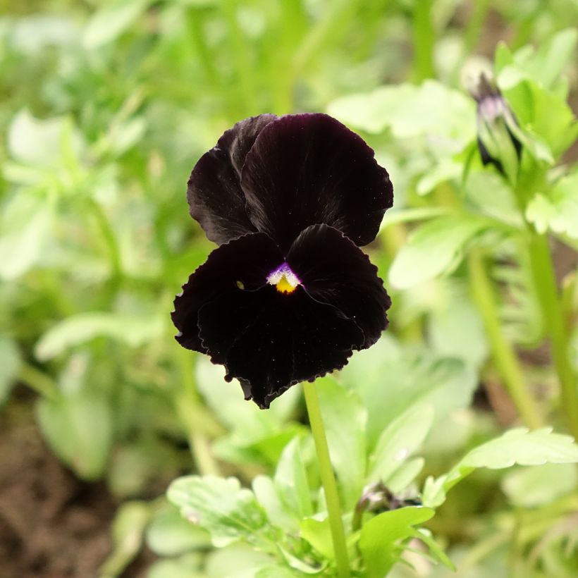 Viola - Pansy Black Crystal Seeds (Flowering)