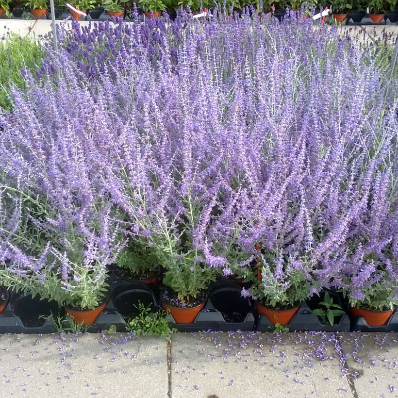 Perovskia atriplicifolia Blue Steel - Sauge d'Afghanistan Blue Steel, Sauge russe Blue Steel (Plant habit)