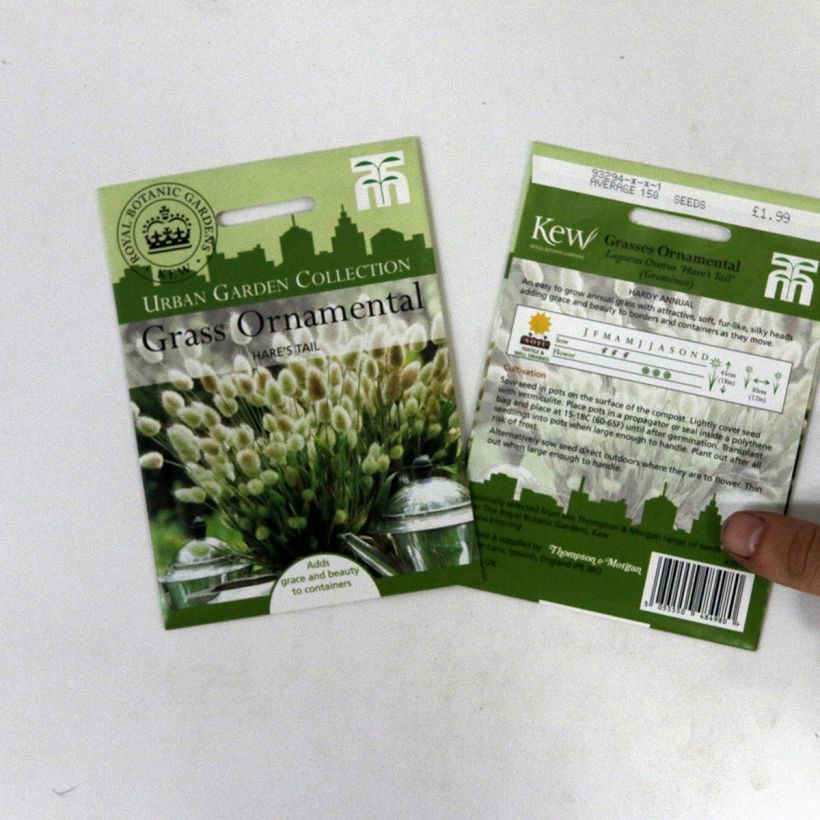 Example of Lagurus ovatus - Hare's Tail per pack of 50 seeds (0,2g) specimen as delivered