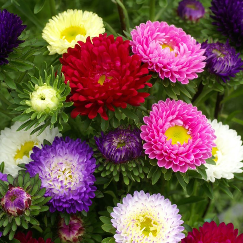 Callistephus chinensis Matsumoto Formula Mixture (Flowering)