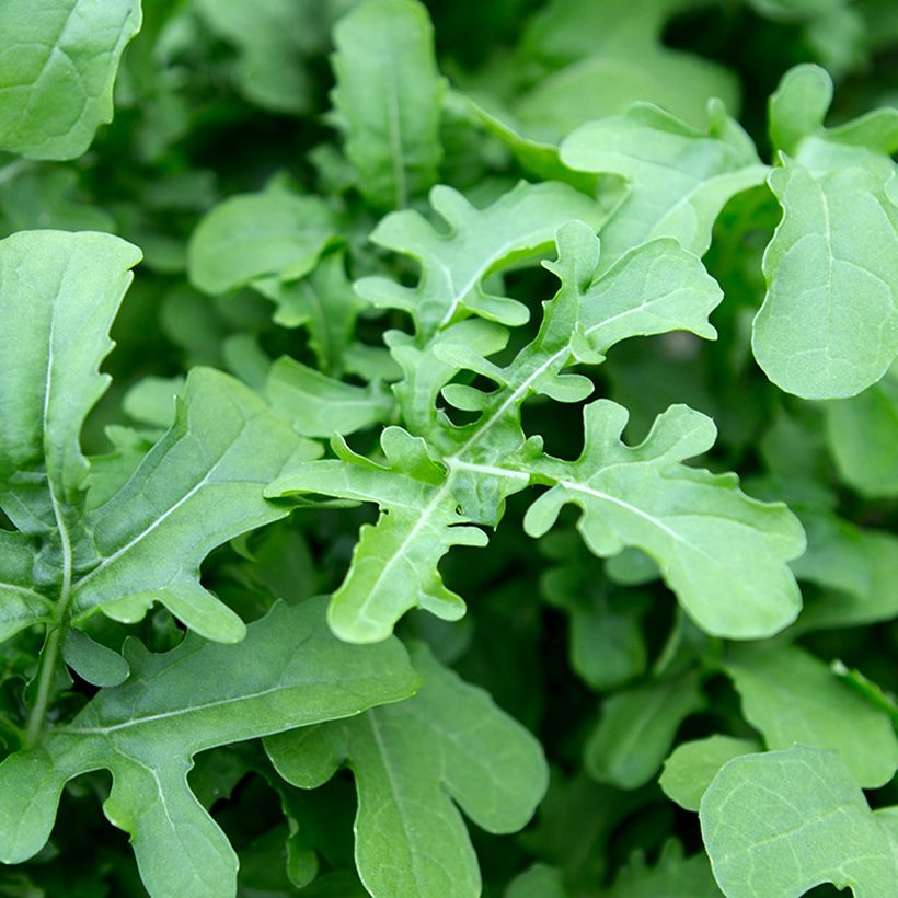 Garden Rocket - Eruca vesicaria Esmée (Foliage)