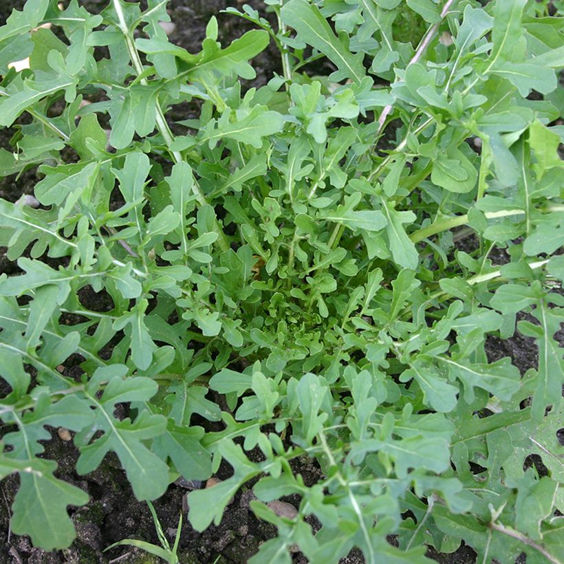 Garden Rocket - Eruca vesicaria Esmée (Plant habit)