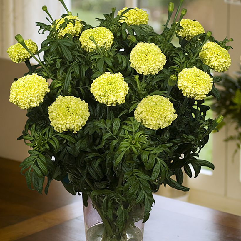 African Marigold Nosento Limegreen seeds - Tagetes erecta (Flowering)