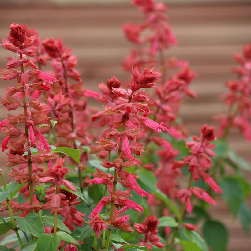 Salvia splendens Estella Coral seeds - Annual sage (Flowering)