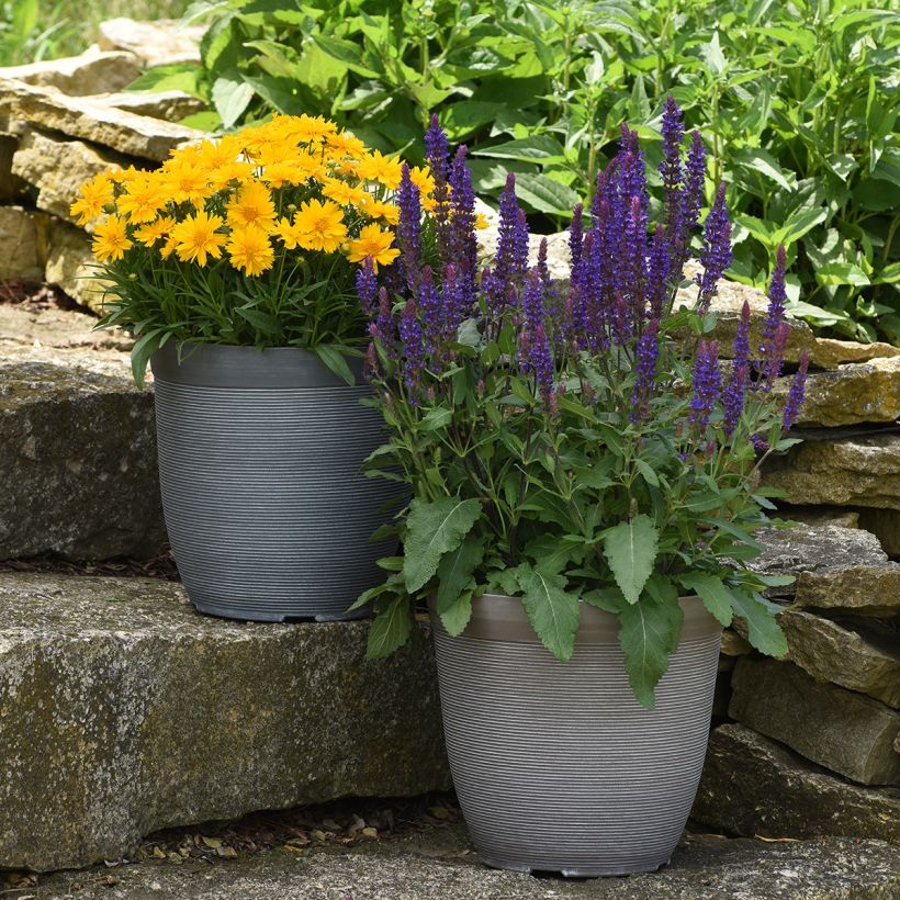 Salvia nemorosa 'Salvatore Blue' - Sauge des bois Salvatore Blue (Plant habit)