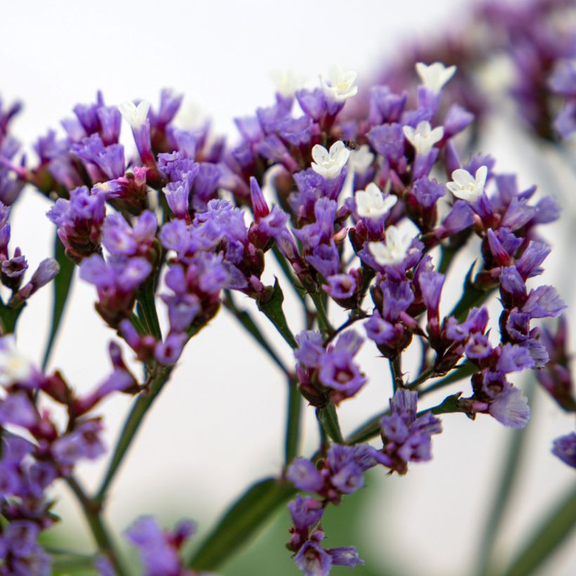 Limonium perezii Indie seeds - Perez's Sea Lavender (Flowering)