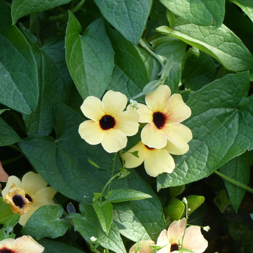 Black-eyed Susan Peach Eye seeds - Thunbergia alata (Flowering)