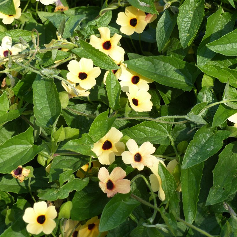 Black-eyed Susan Peach Eye seeds - Thunbergia alata (Plant habit)